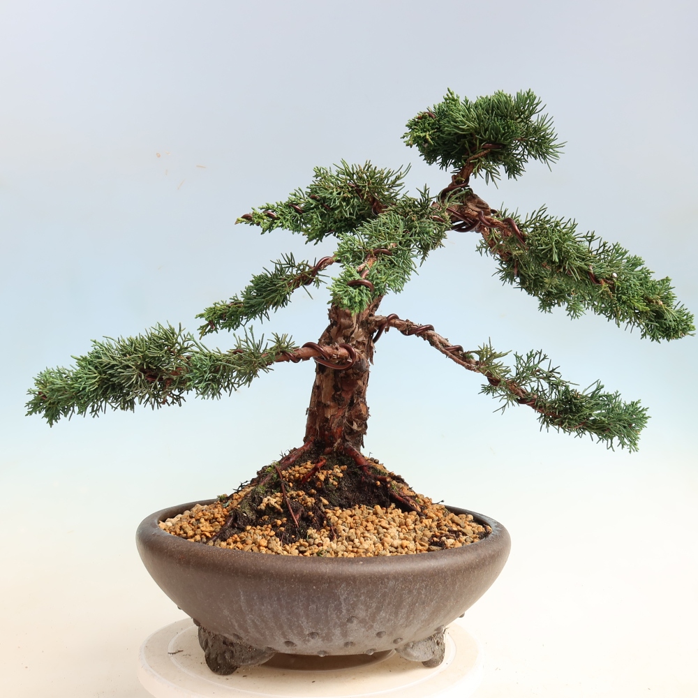 Kültéri bonsai - Juniperus chinensis Kishu