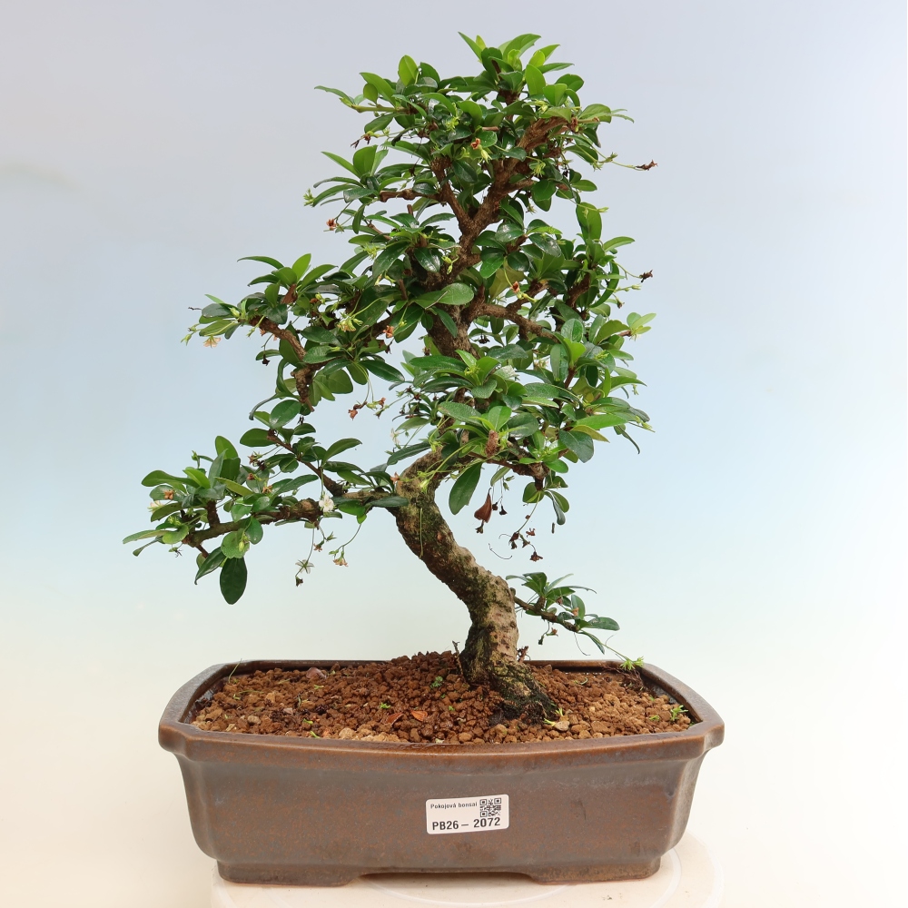 Szobai bonsai - Carmona macrophylla - Tea fuki