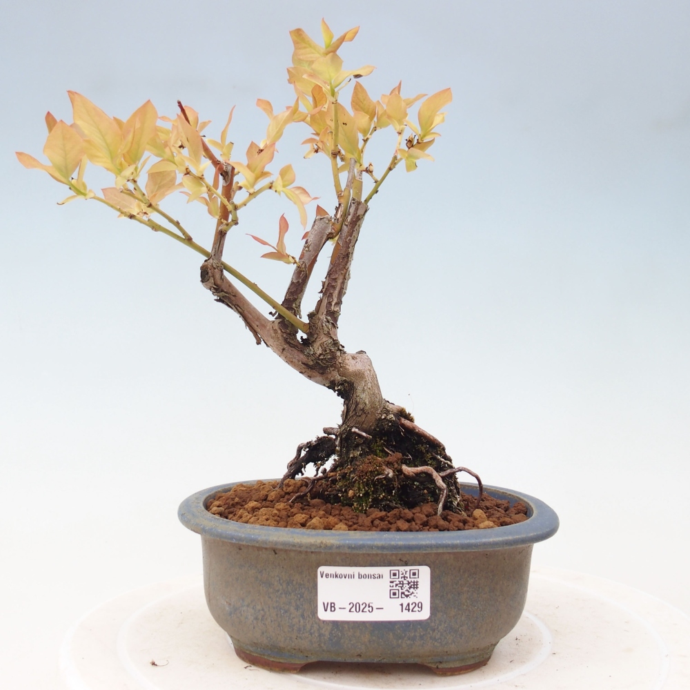 Kültéri bonsai - Kanadai áfonya - Vaccinium corymbosum