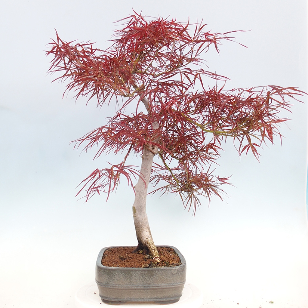 Kültéri bonsai - Acer palmatum RED PYGMY