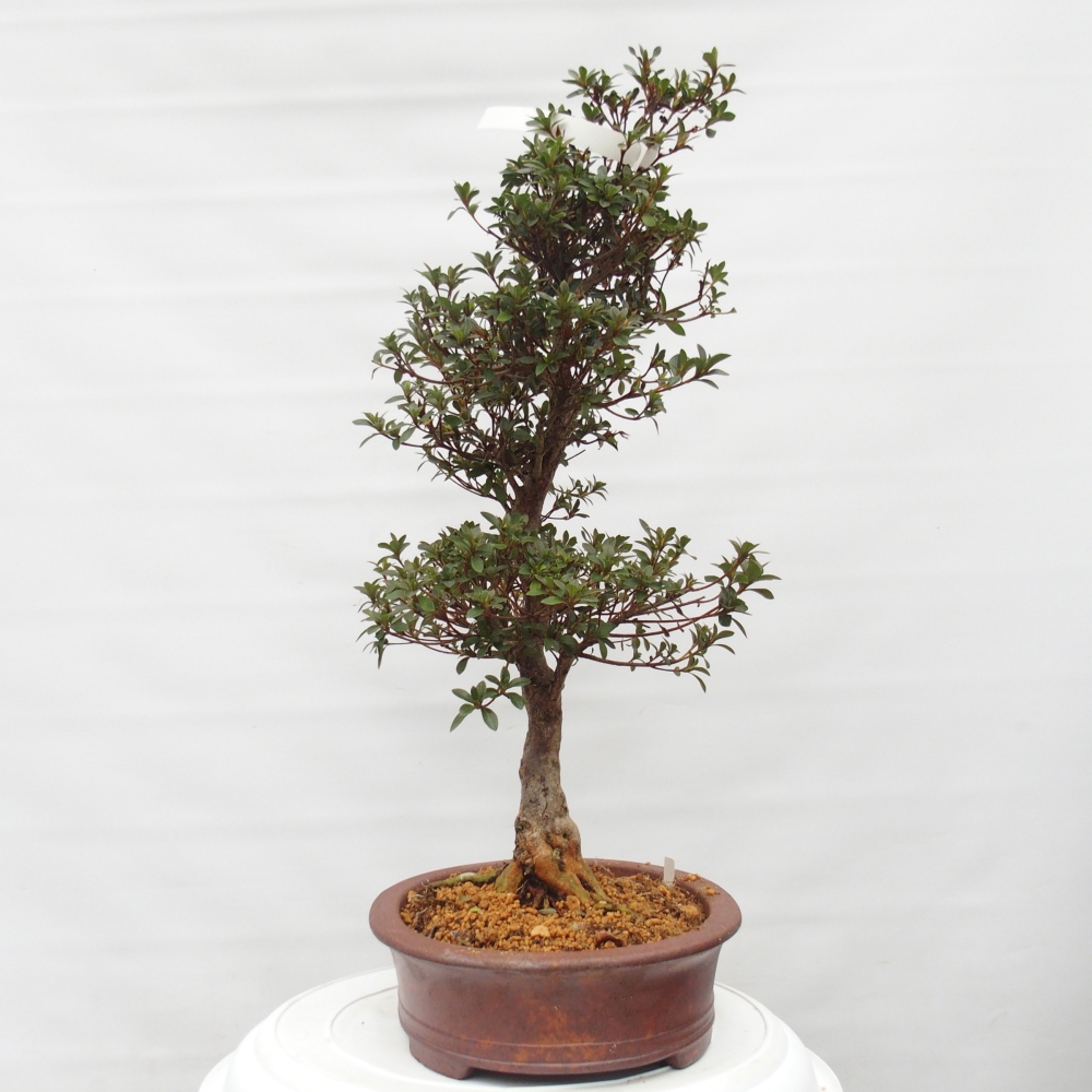 Kültéri bonsai - Japán azálea - Azalea Hanatsuzuri
