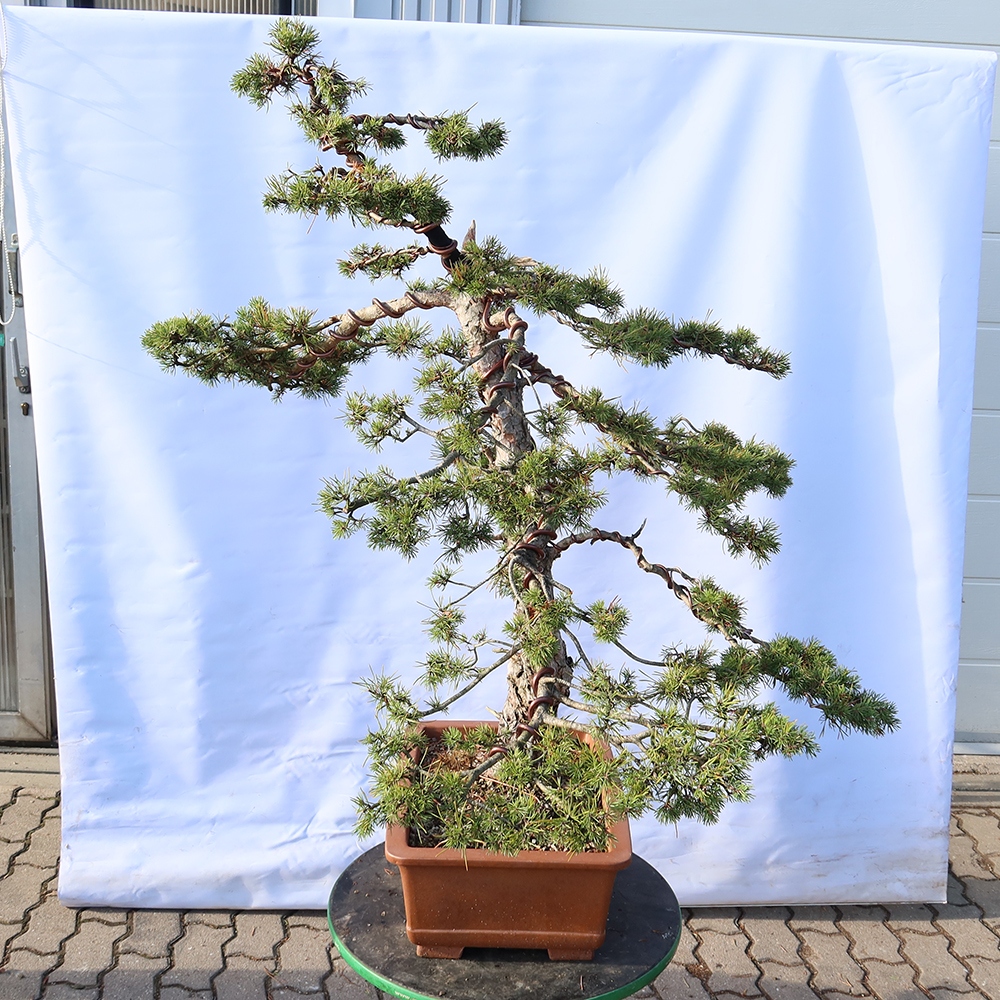 Pinus sylvestris Spanyolország – erdei fenyő