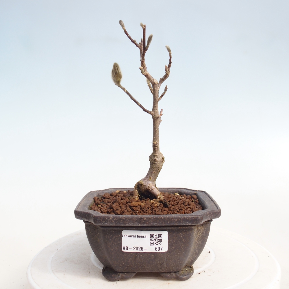 Kültéri bonsai - Magnolia stellata