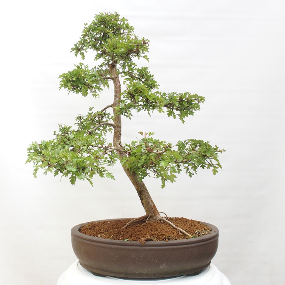Kültéri bonsai - Galagonya - Crataegus monogyna