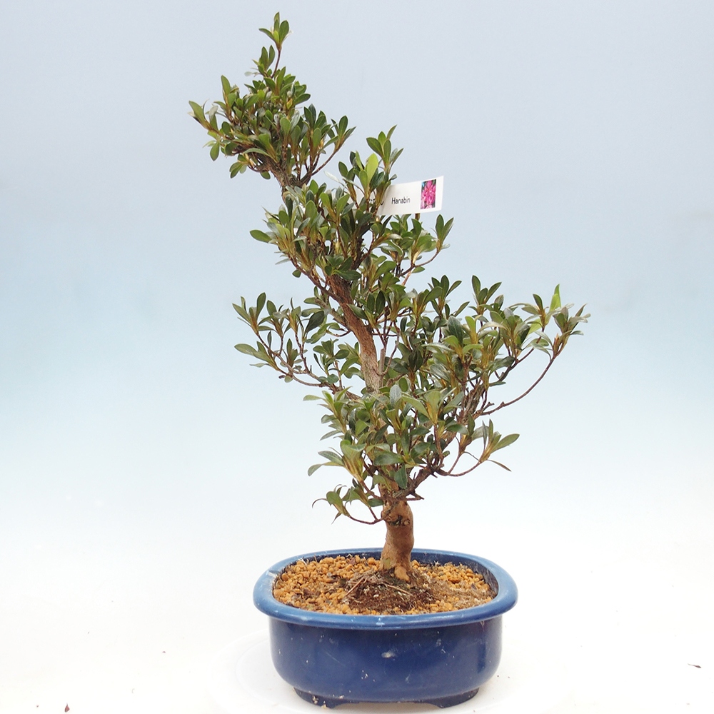 Kültéri bonsai - Japán azálea - Azalea HANABIN