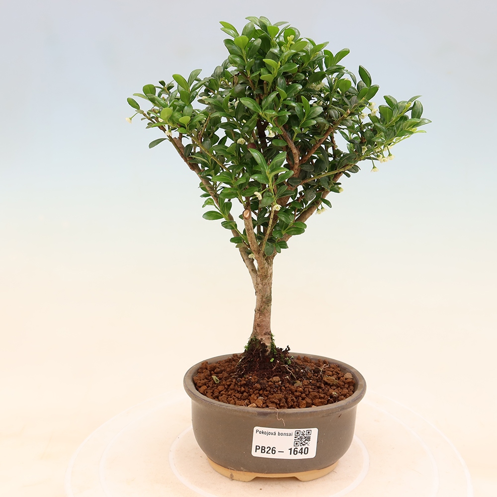 Szobai bonsai - Ilex crenata - Holly