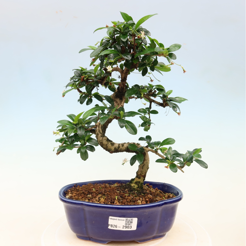 Szobai bonsai - Carmona macrophylla - Tea fuki