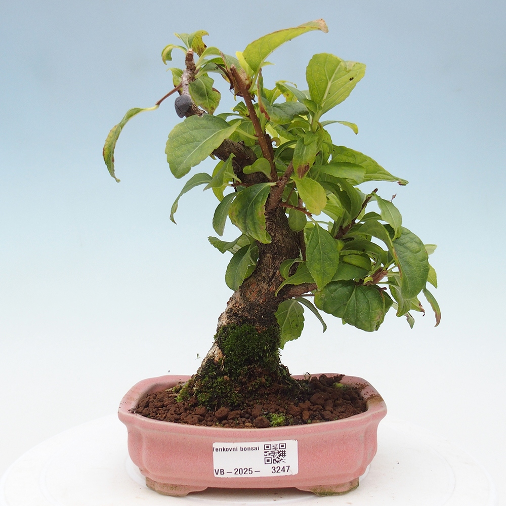 Kültéri bonsai - Celastrus orbiculatus