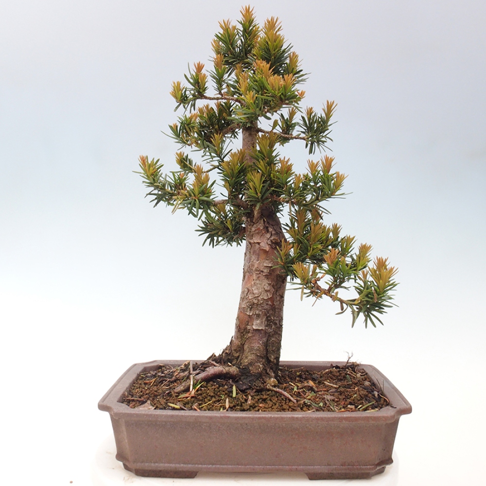 Kültéri bonsai - Taxus cuspidata - japán tiszafa