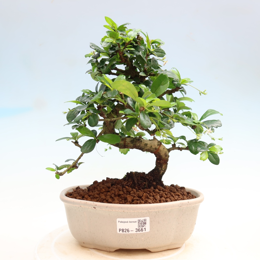 Szobai bonsai - Carmona macrophylla - Tea fuki