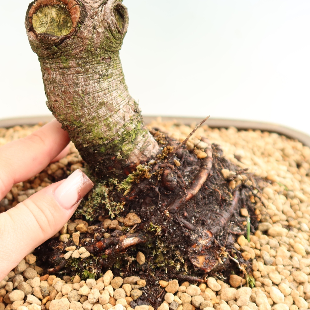 Kültéri bonsai – Pinus mugo Humpy – Törpefenyő