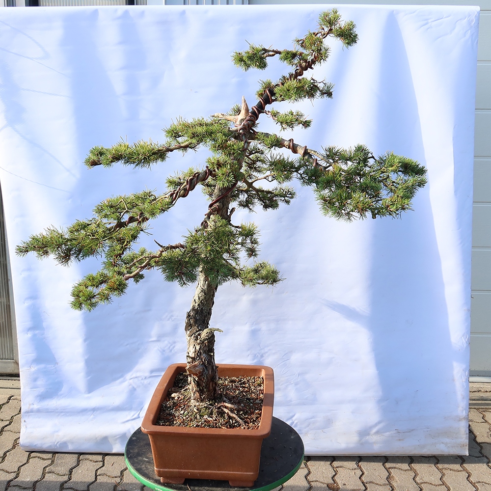 Pinus sylvestris Spanyolország – erdei fenyő