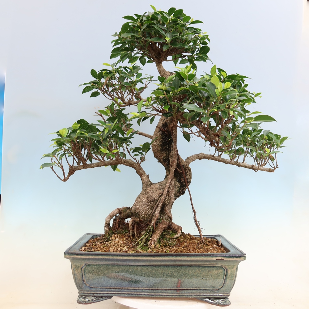 Szobai bonsai - Ficus kimmen - kislevelű fikusz