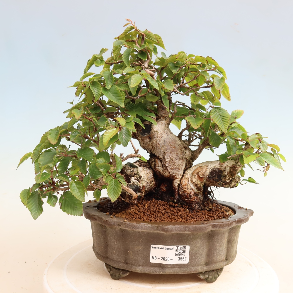 Kültéri bonsai -Carpinus CARPINOIDES - Koreai gyertyánfa