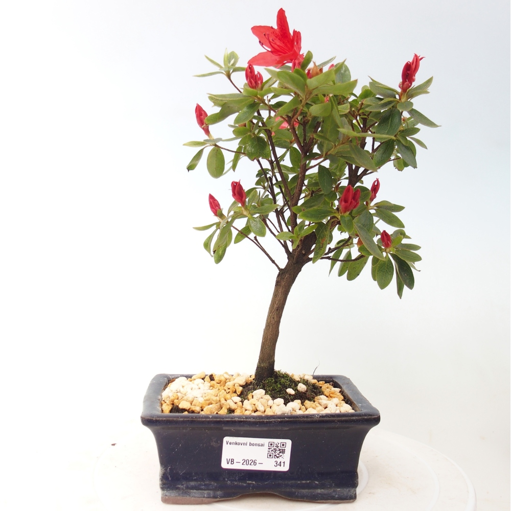 Kültéri bonsai - japán azálea - Azalea sp.