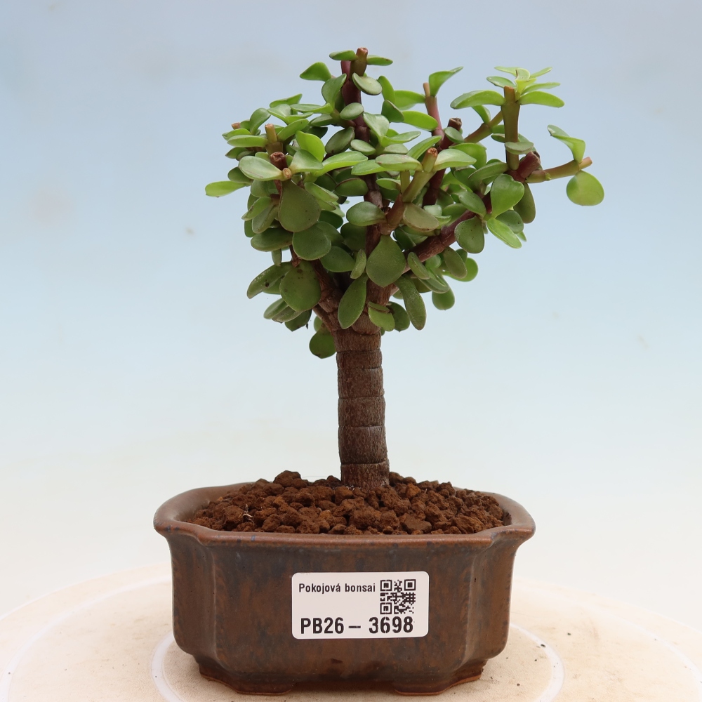 Szoba bonsai - Portulakaria Afra - Tlustice