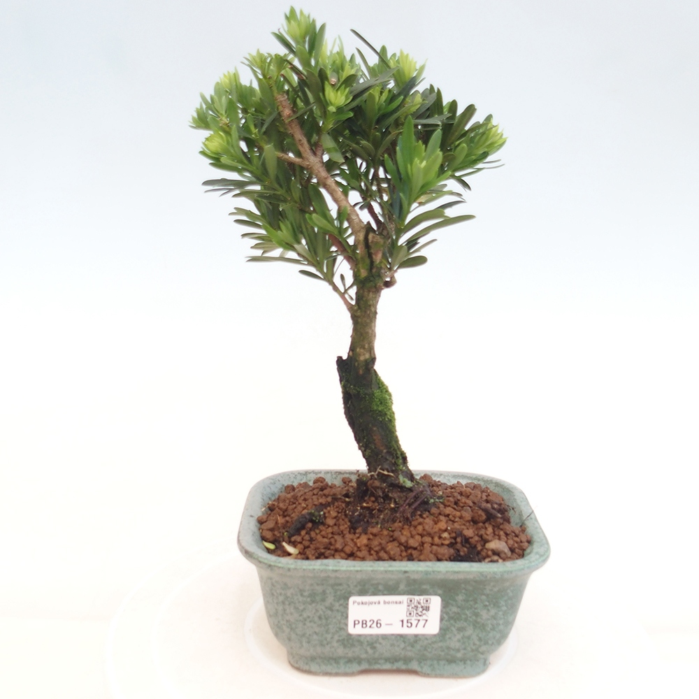 Szobai bonsai - Podocarpus - Kőtiszafa