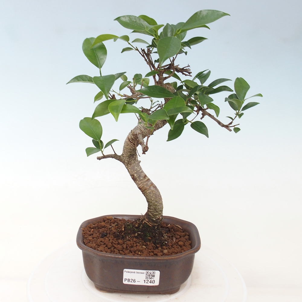 Szobai bonsai - Ficus retusa - kislevelű fikusz