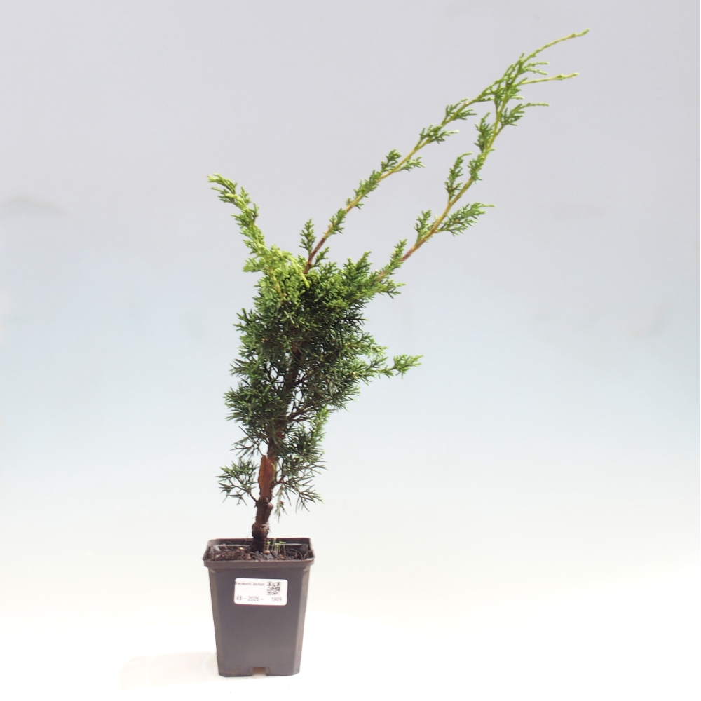 Kültéri bonsai - Juniperus chinensis Kishu