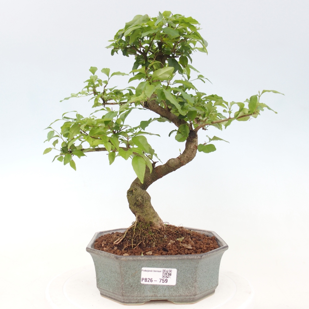 Szobai bonsai -Ligustrum chinensis - Madárcsőr