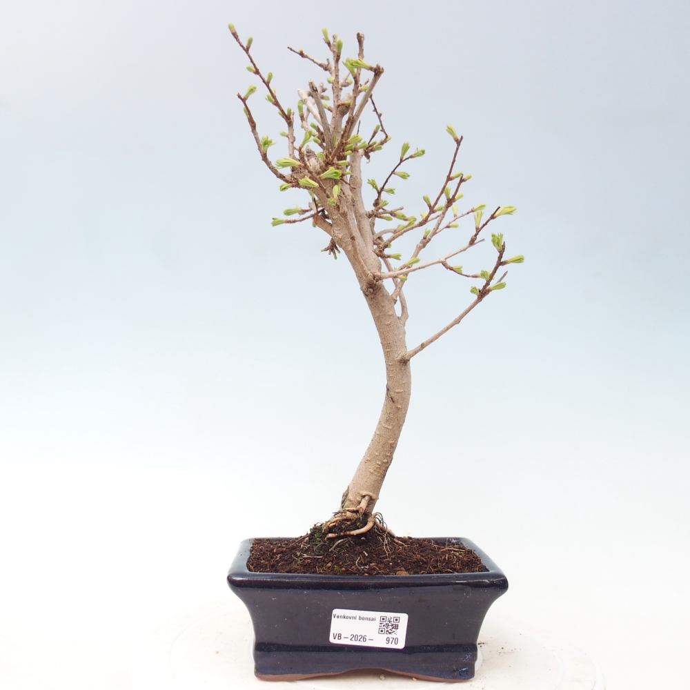 Kültéri bonsai -Pseudolarix amabis-Pseudolarix amabis-Pseudolarix amabis