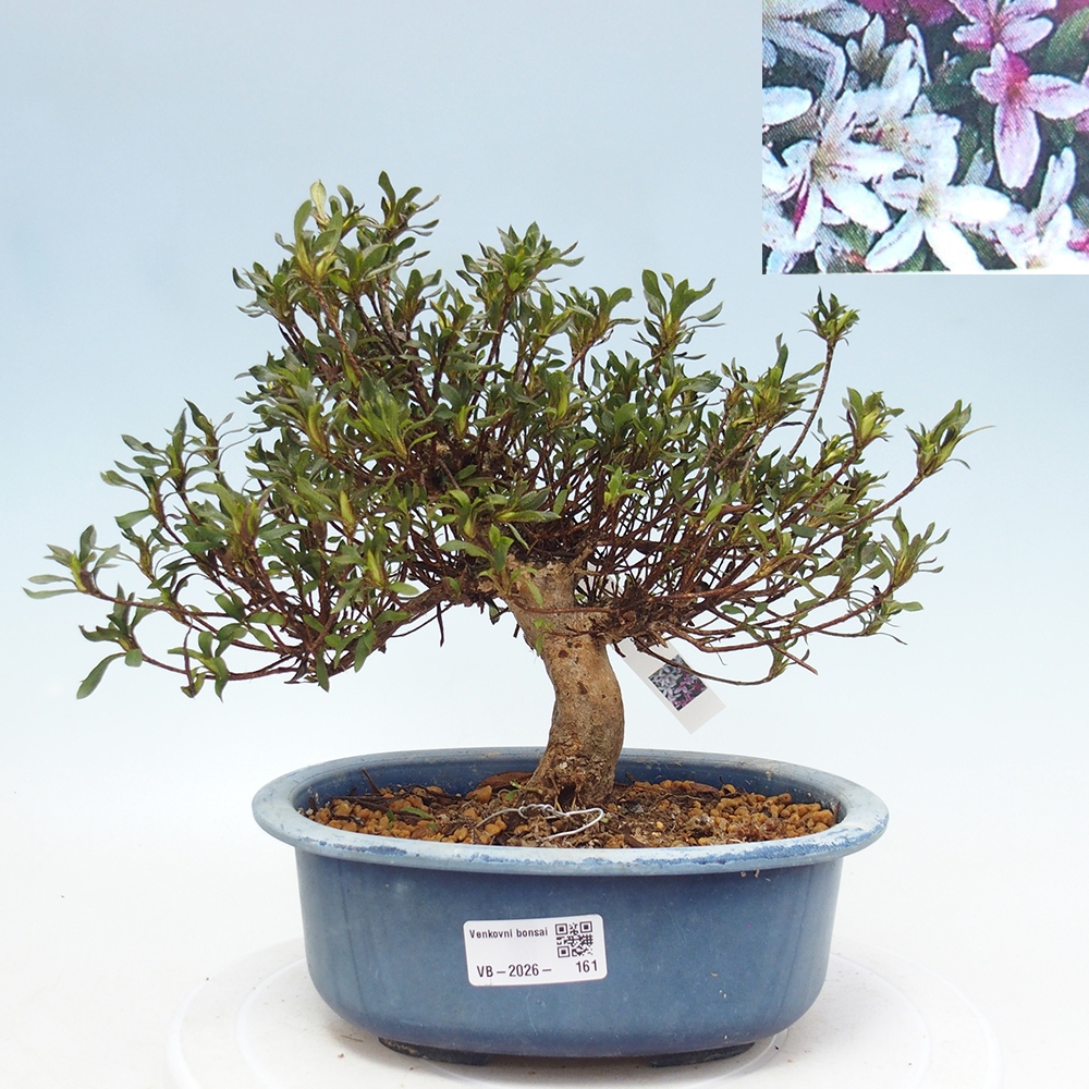 Kültéri bonsai - Japán azálea - Azalea Ryusen