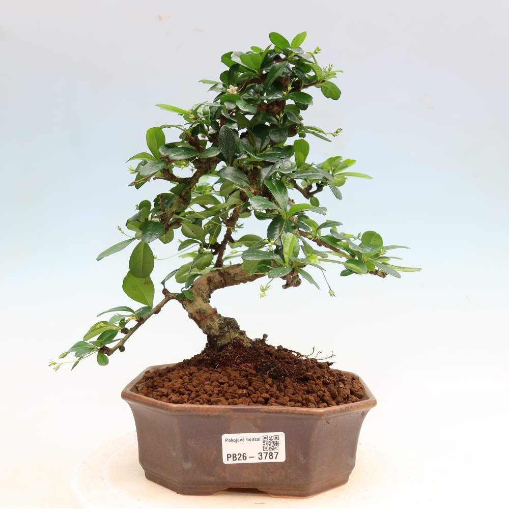 Szobai bonsai - Carmona macrophylla - Tea fuki