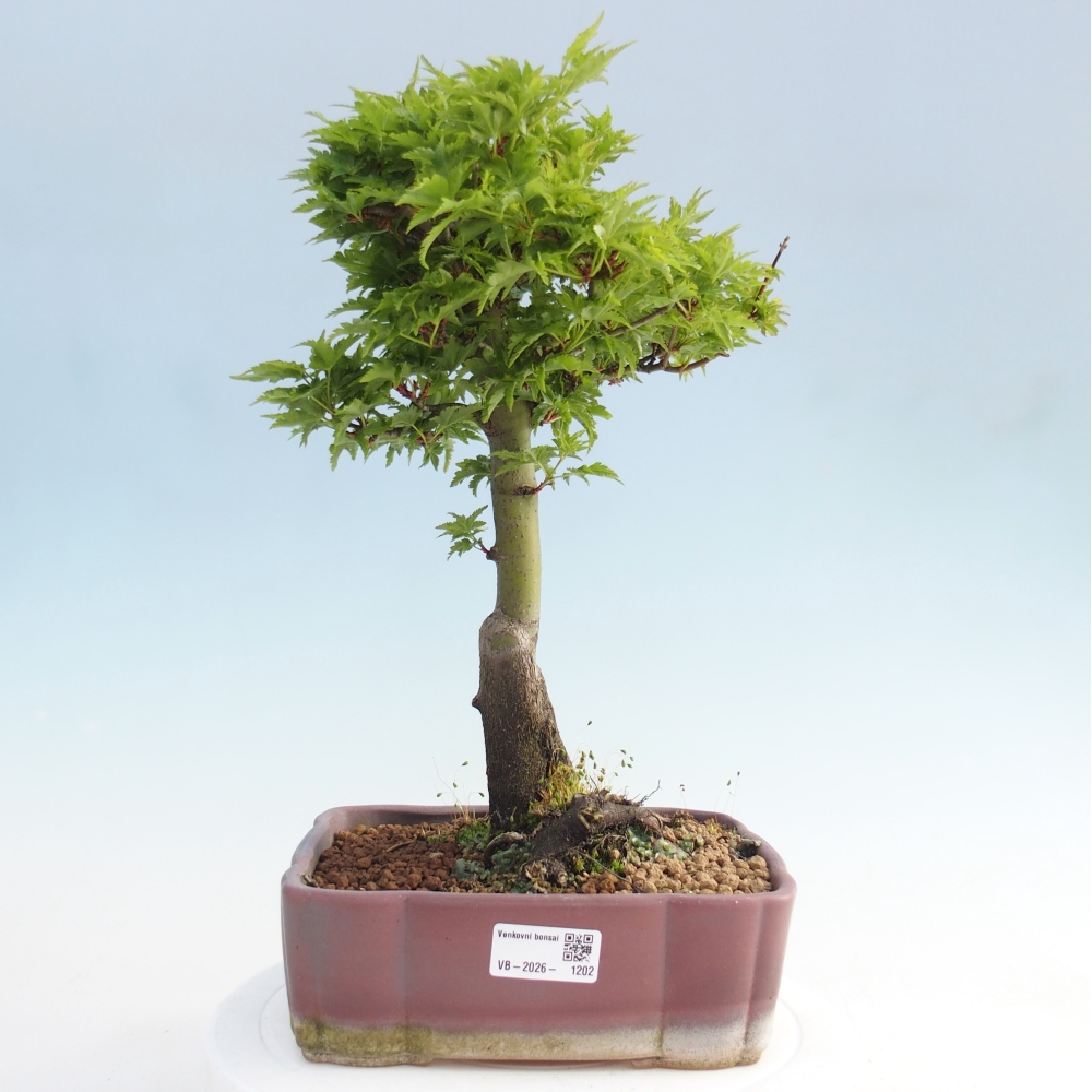 Kültéri bonsai -Javor pálma Acer palmatum Shishigashira