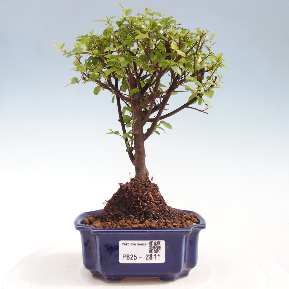 Szobai bonsai - Sageretia thea - Sageretia thea