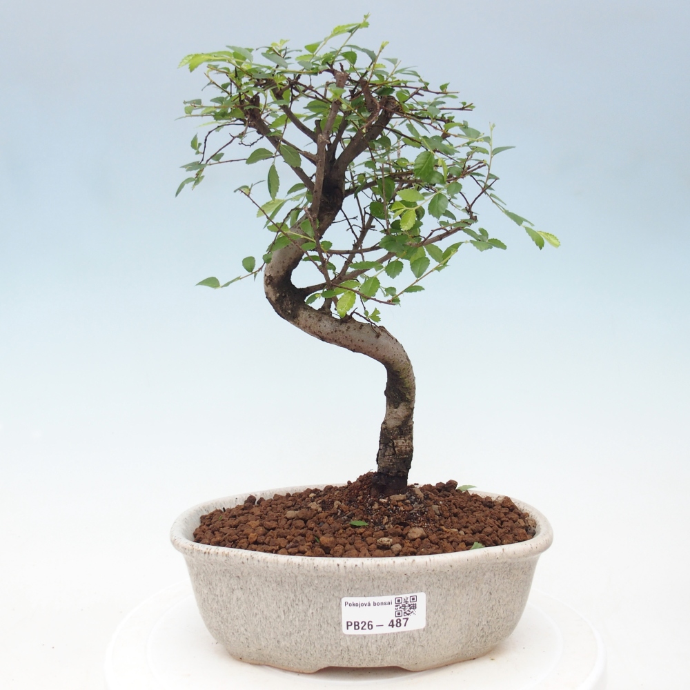 Szobai bonsai - Ulmus parvifolia - Kislevelű szilfa