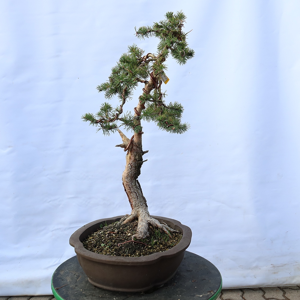 Pinus sylvestris Spanyolország – erdei fenyő