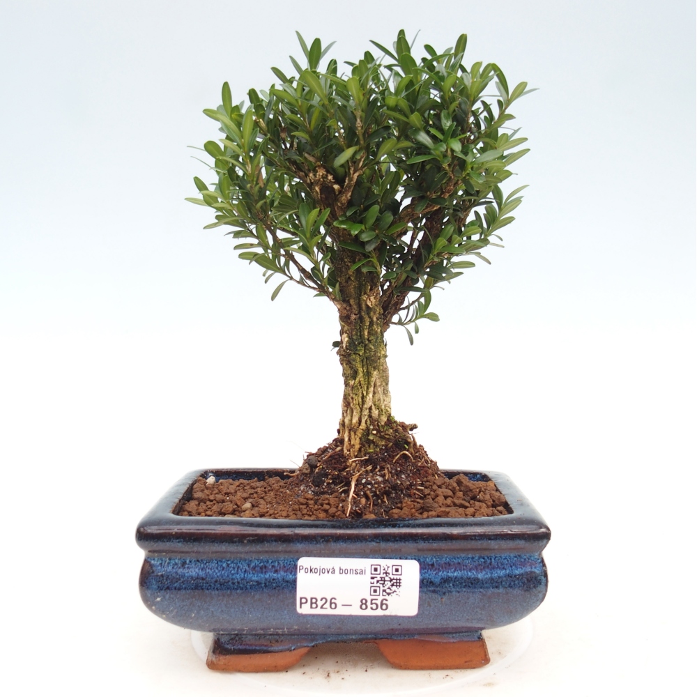 Szobai bonsai - Buxus harlandii - parafa buxus