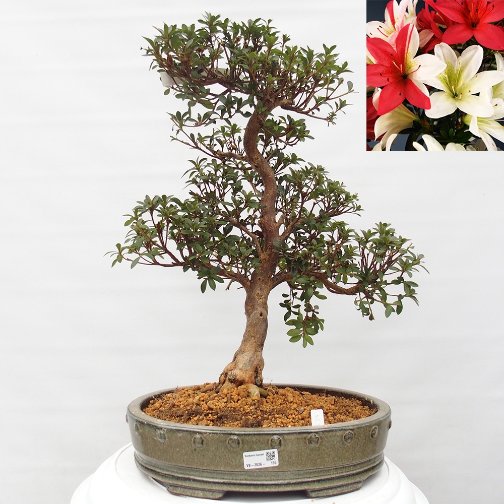 Kültéri bonsai - Japán azálea - Azalea Hanatsuzuri
