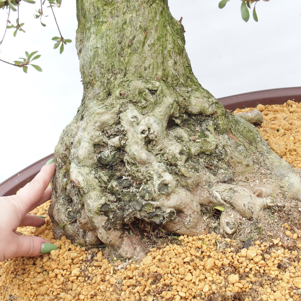 Kültéri bonsai - Japán azálea - Azálea Kinu-no-Hikari