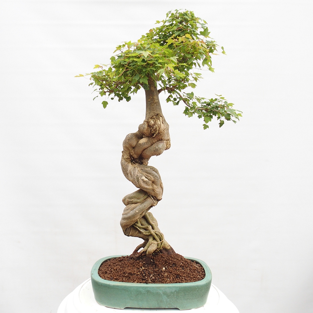 Kültéri bonsai - Acer Buergerianum - Burger juhar
