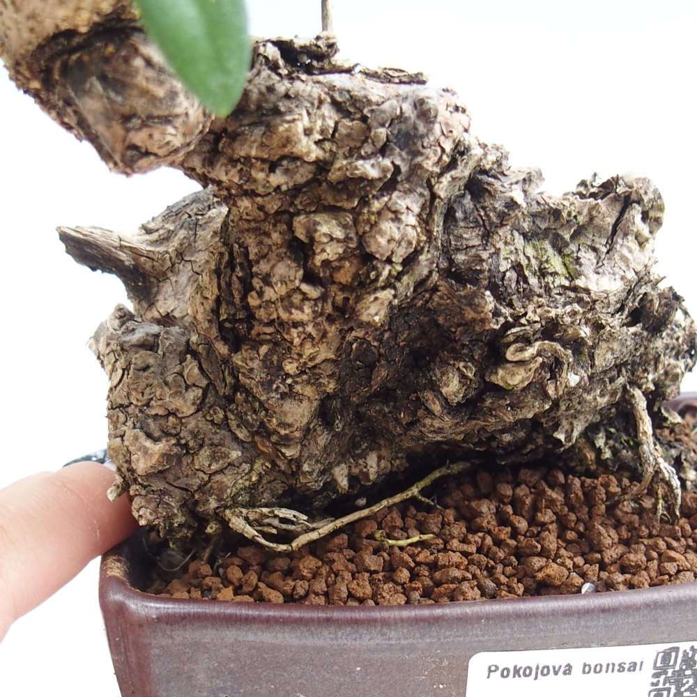 Beltéri bonsai - Olea europaea sylvestris