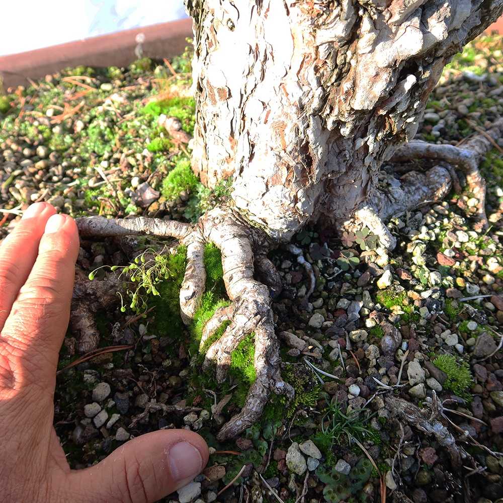 Pinus sylvestris Spanyolország – erdei fenyő