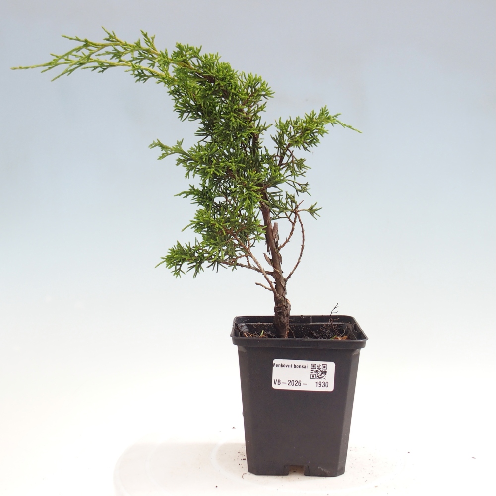 Kültéri bonsai - Juniperus chinensis Itoigawa