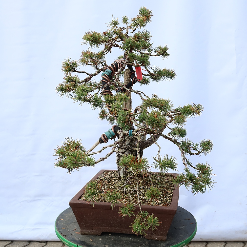 Pinus sylvestris Spanyolország – erdei fenyő