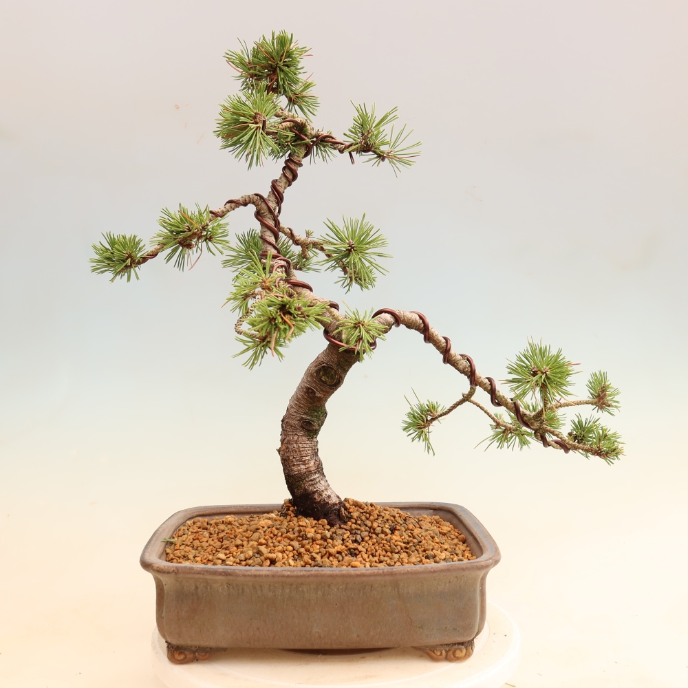 Kültéri bonsai – Pinus mugo Humpy – Törpefenyő