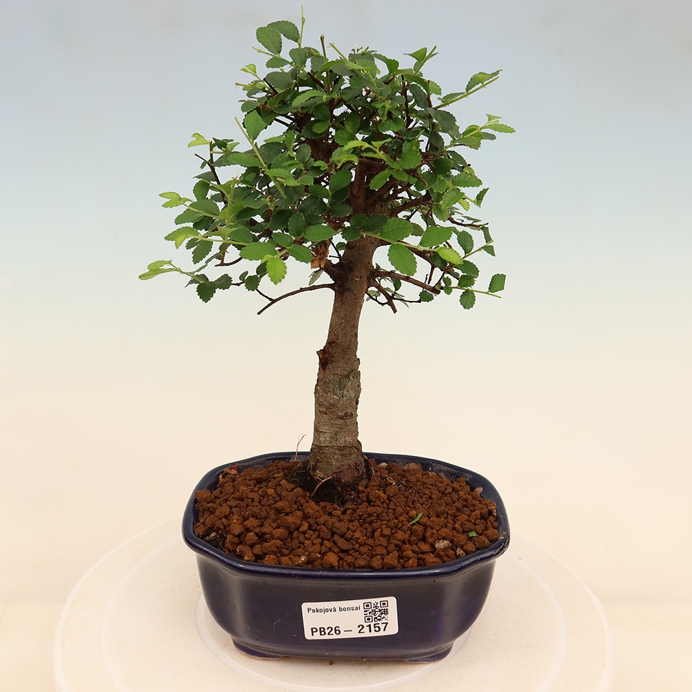Szobai bonsai - Ulmus parvifolia - Kislevelű szilfa