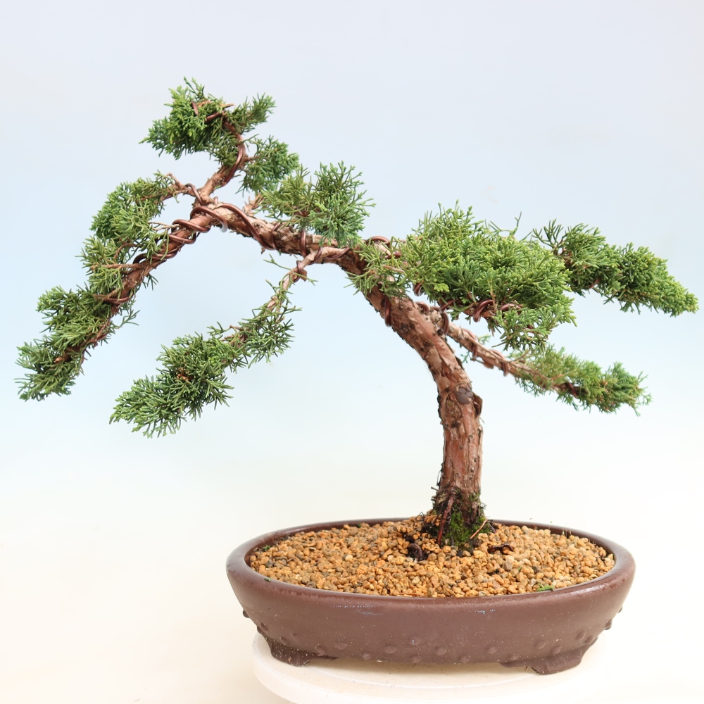Kültéri bonsai - Juniperus chinensis Kishu