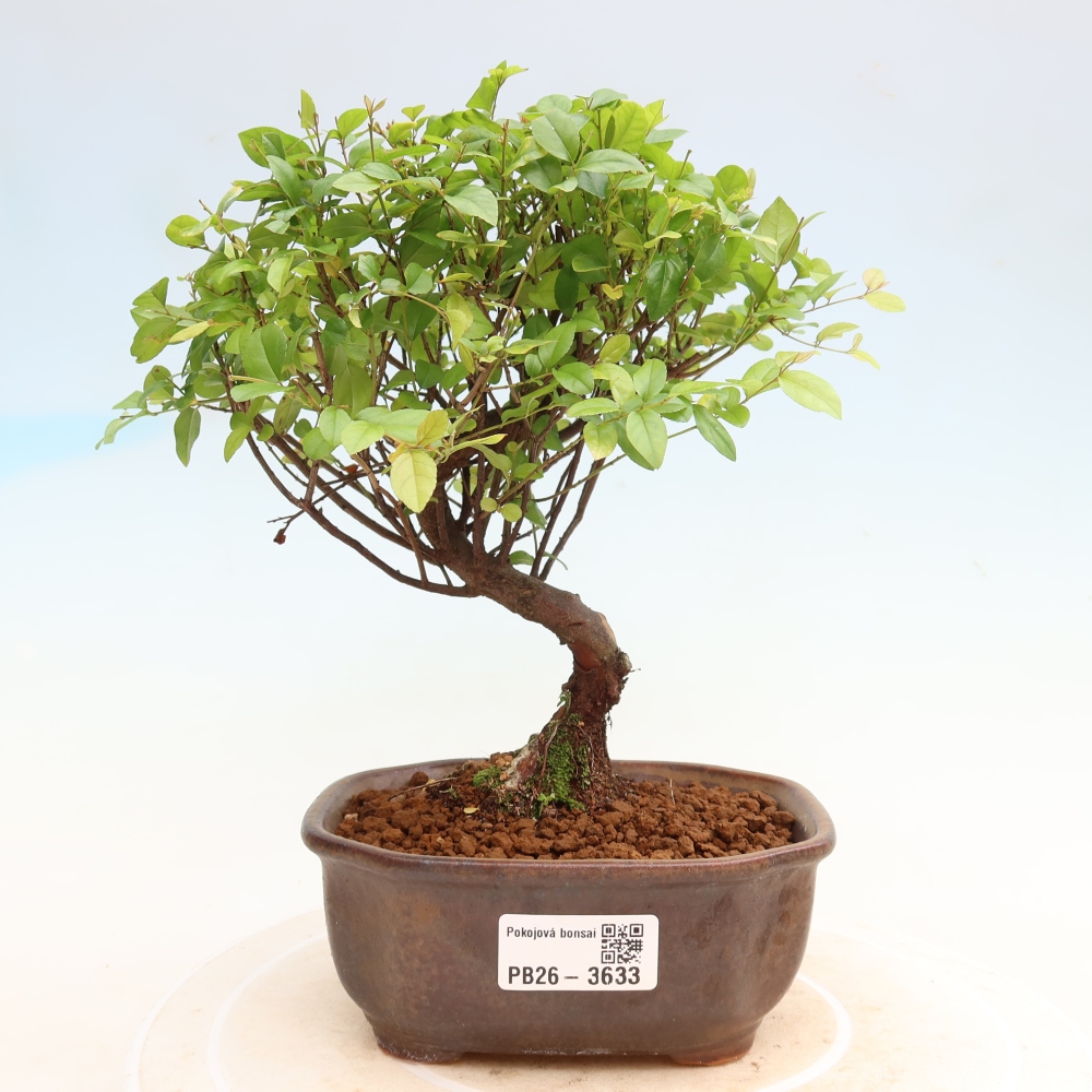 Szobai bonsai - Sageretia thea - Sageretia thea