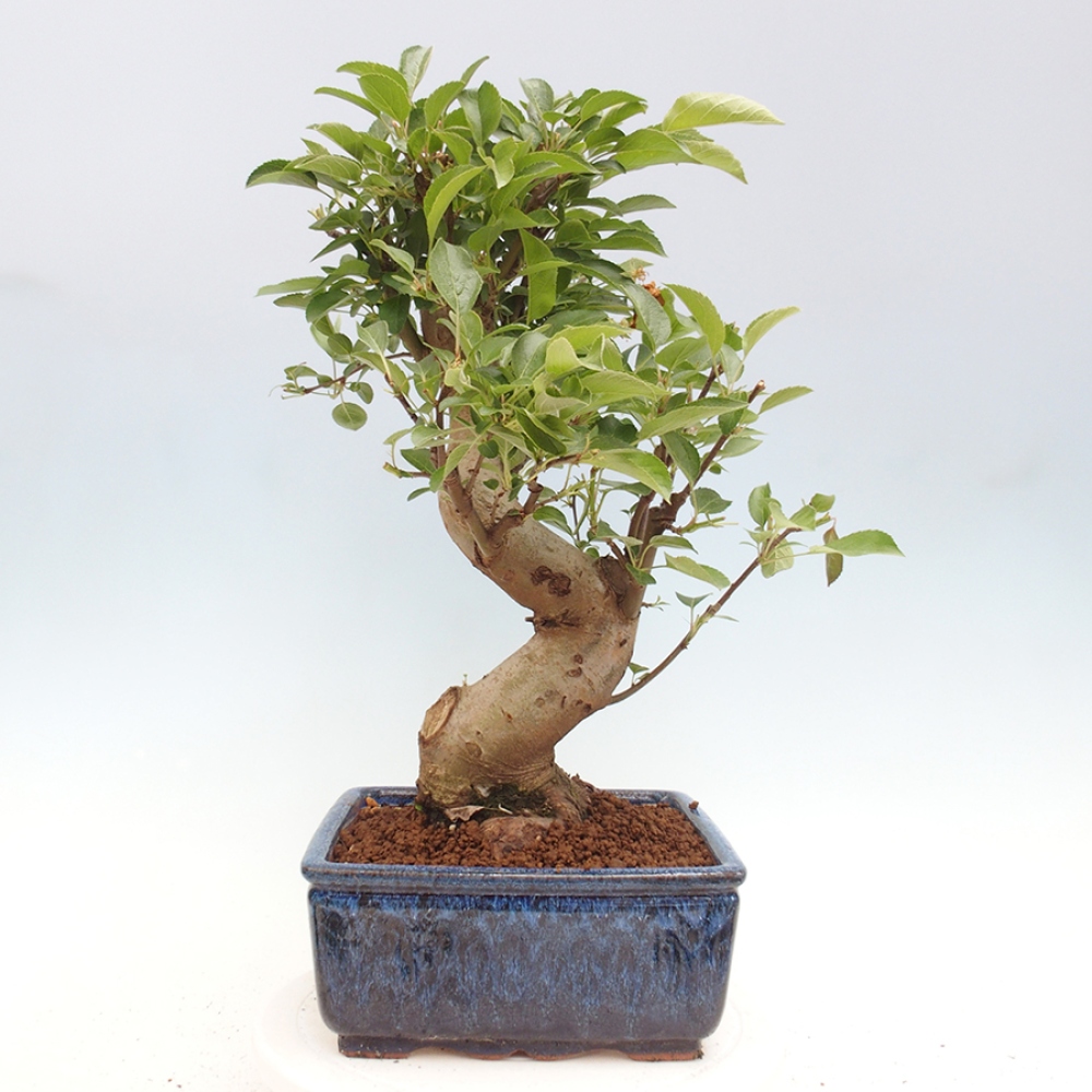 Kültéri bonsai -Malus halliana - Kis gyümölcsű almafa