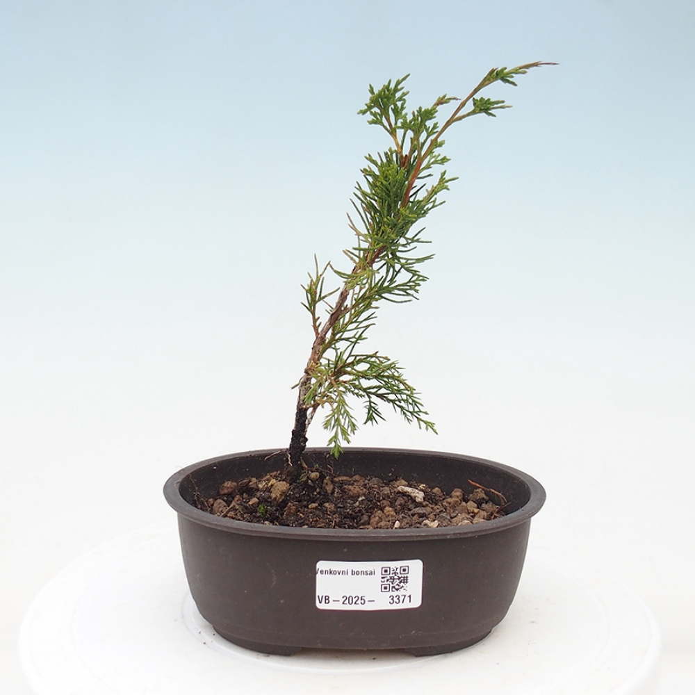 Kültéri bonsai - Juniperus chinensis Itoigawa