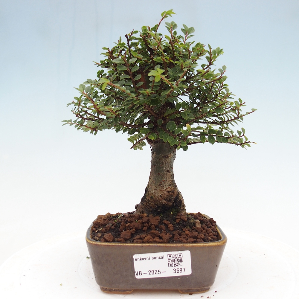 Kültéri bonsai - Ulmus parvifolia Hokkaido - Kínai szil - Ulmus parvifolia Hokkaido