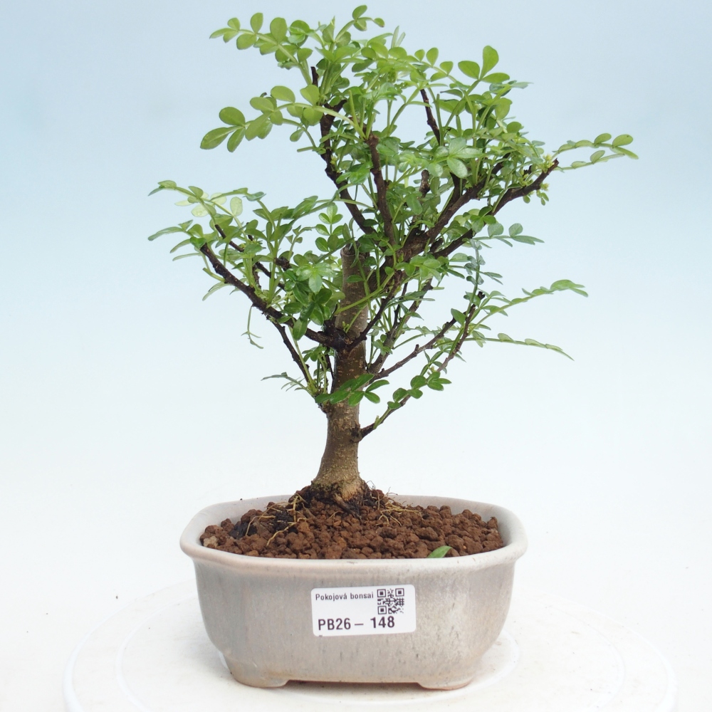 Szobai bonsai - Zantoxylum piperitum - borsfa