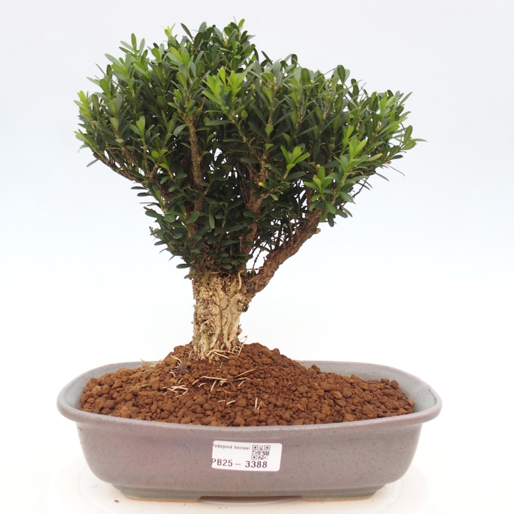 Szobai bonsai - Buxus harlandii - parafa buxus