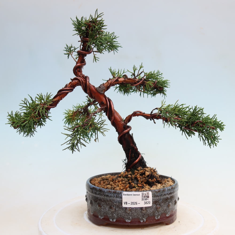 Kültéri bonsai - Juniperus chinensis Kishu