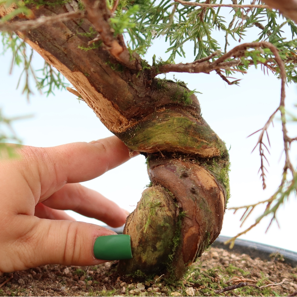 Kültéri bonsai - Juniperus chinensis Itoigawa-Juniperus chinensis